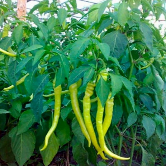Răsad ardei iute Chorbadjiiski, hibrid F1, semi-timpuriu, creștere nedeterminată, culoare roșu