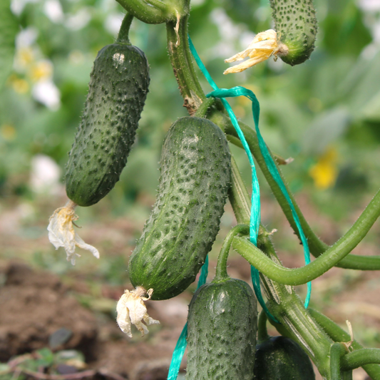 Răsad castraveți cornichon Triole, hibrid F1, parneocarpic, semi-timpuriu, creștere nedeterminată, culoare verde