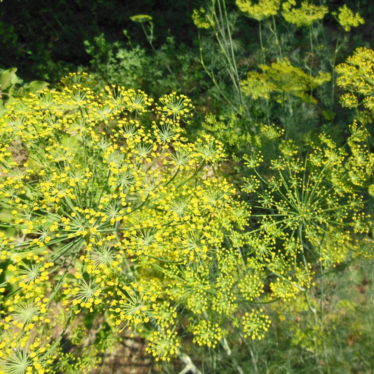 Răsad mărar autohton Anethum graveolens, soi, timpuriu, creștere nedeterminată, culoare verde