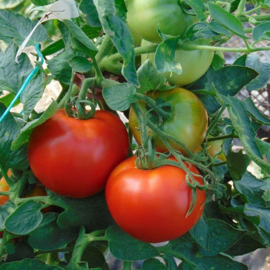 Răsad tomate autohtone Pontica (fostă Dacia), soi, semi-tardiv, creștere determinată, culoare roșu aprins