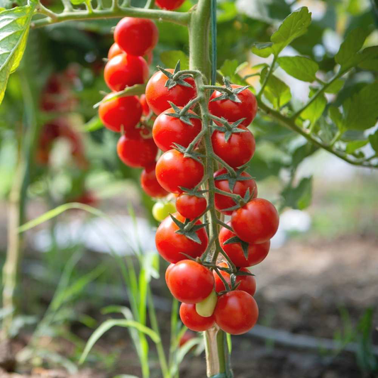 Răsad tomate cherry Cheramy, hibrid F1, timpuriu, creștere nedeterminată, culoare roșu