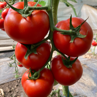 Răsad tomate Ciciu, hibrid F1, timpuriu, creștere nedeterminată, culoare roșu aprins