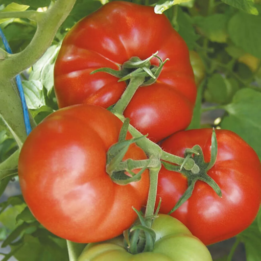 Răsad tomate Country Taste, hibrid F1, timpuriu, creștere nedeterminată, culoare roșu