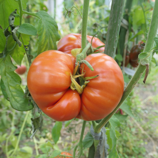 Răsad tomate Gigant, soi, semi-tardiv, creștere nedeterminată, culoare roșu