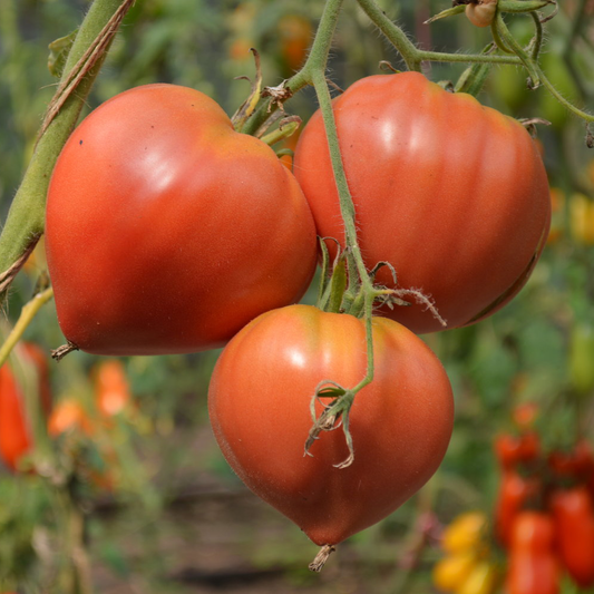 Răsad tomate Inimă de Bou, soi, tardiv, creștere nedeterminată, culoare roz