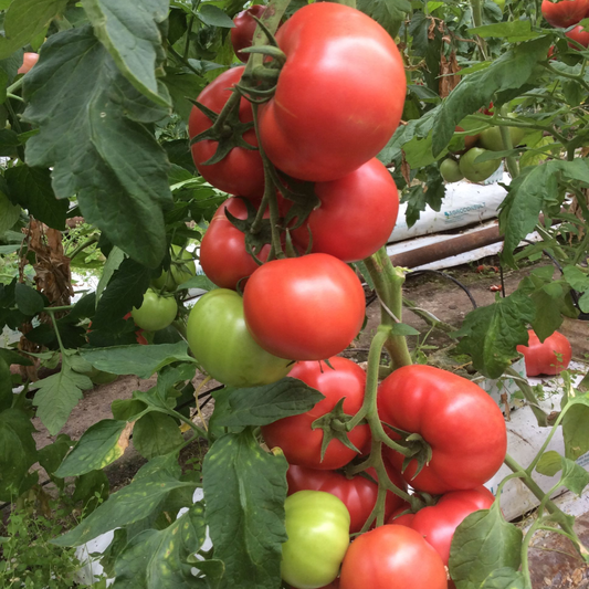Răsad tomate Manusa, hibrid F1, timpuriu, creștere nedeterminată, culoare roz