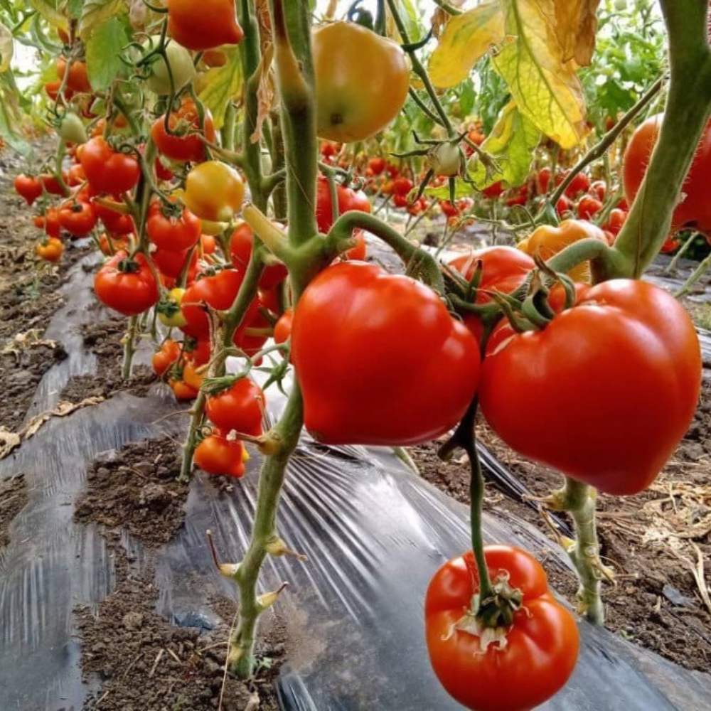 Răsad tomate Prekos, hibrid F1, extra-timpuriu, creștere semi-determinată, culoare roșu