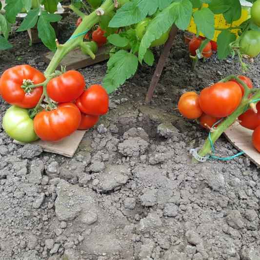 Răsad tomate Reyana, hibrid F1, semi-timpuriu, creștere nedeterminată, culoare roșu
