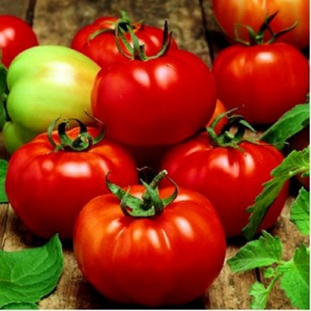 Răsad tomate Rila, hibrid F1, semi-timpuriu, creștere nedeterminată, culoare roșu