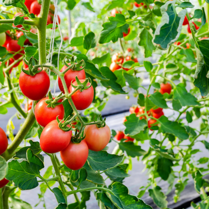 Răsad tomate Roma, hibrid F1, semi-timpuriu, creștere determinate, formă alungită, culoare roșu închis