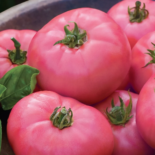 Răsad tomate Rozalia Rossa, hibrid F1, semi-timpuriu, creștere nedeterminată, culoare roz