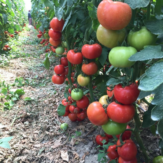 Răsad tomate Antalya, hibrid F1, extra-timpuriu, creștere nedeterminată, culoare roșu aprins