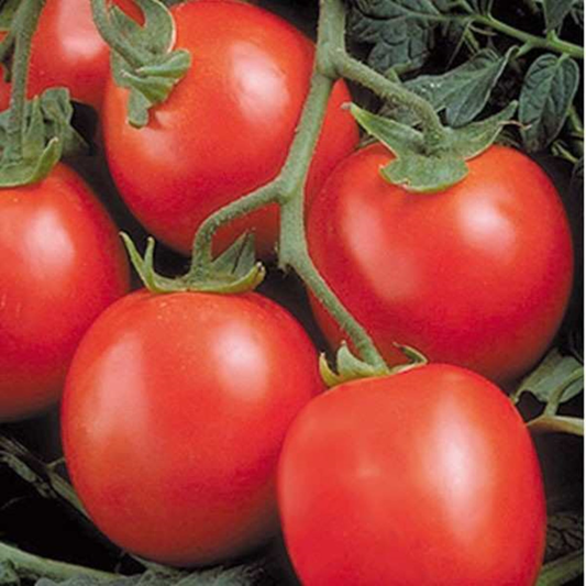 Răsad tomate Perfectpeel, hibrid F1, extra-timpuriu, creștere determinată, culoare roșu