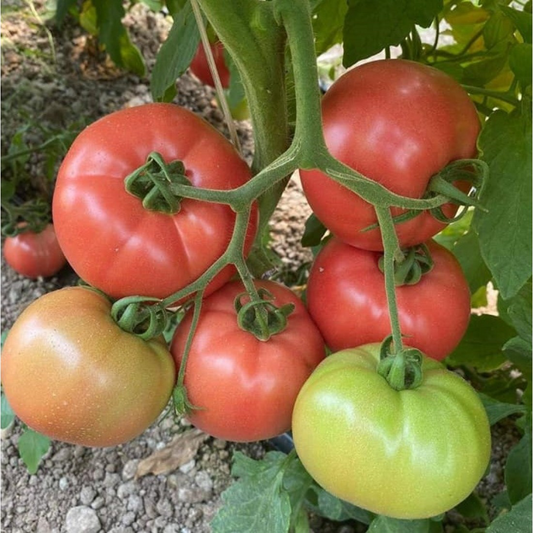 Răsad tomate Gusto pink, hibrid F1, extra-timpuriu, creștere nedeterminată, culoare roz