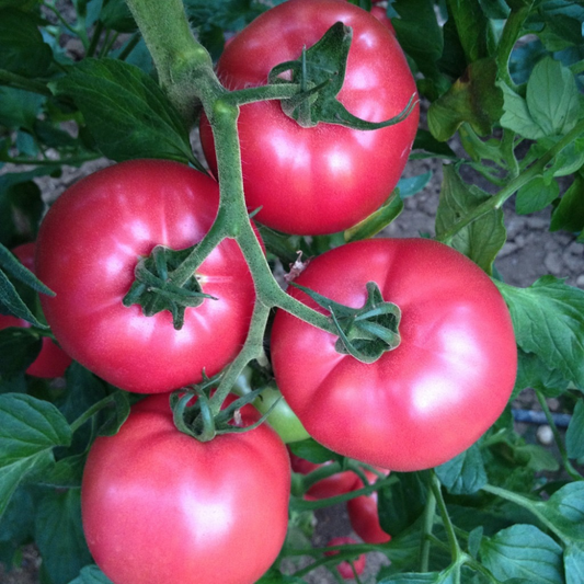 Răsad tomate Pink rock, hibrid F1, extra-timpuriu, creștere nedeterminată, culoare roz