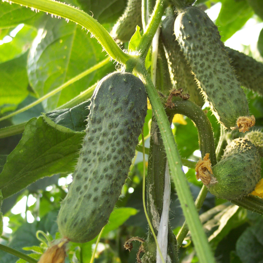 Răsad castraveți cornichon Madrilene, hibrid F1, timpuriu, creștere nedeterminată, culoare verde închis