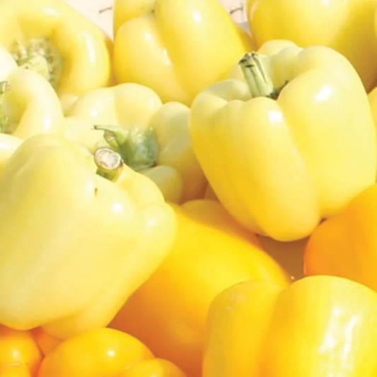 Răsad ardei gras Belladonna, hibrid F1, extra-timpuriu, creștere nedeterminată, culoare galben