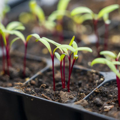 Răsad sfeclă roșie Detroit 2, soi, semi-timpuriu, creștere nedeterminată, culoare roșu-închis