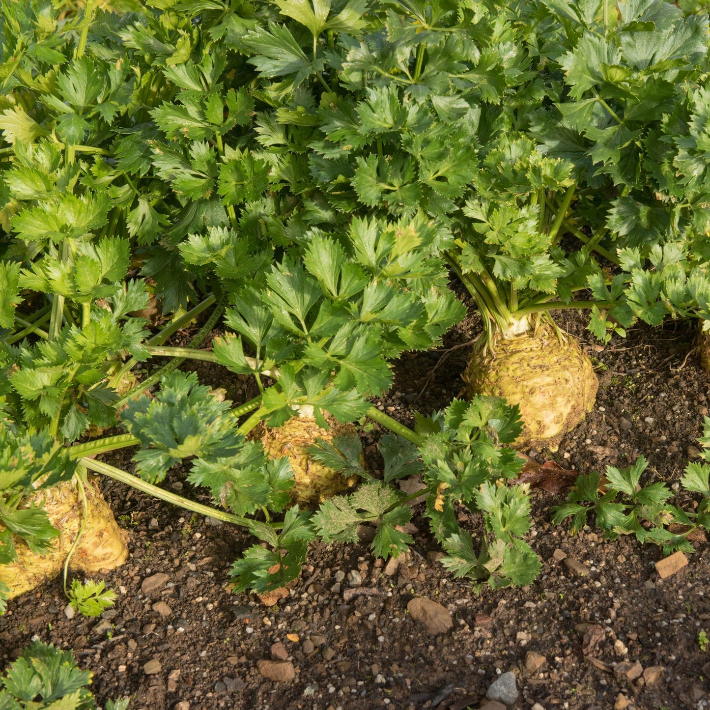 Răsad țelină de rădăcină autohton Apium Graveolens Rapaceum, soi, extra-timpuriu, creștere nedeterminată, culoare crem