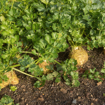 Răsad țelină de rădăcină autohton Apium Graveolens Rapaceum, soi, extra-timpuriu, creștere nedeterminată, culoare crem