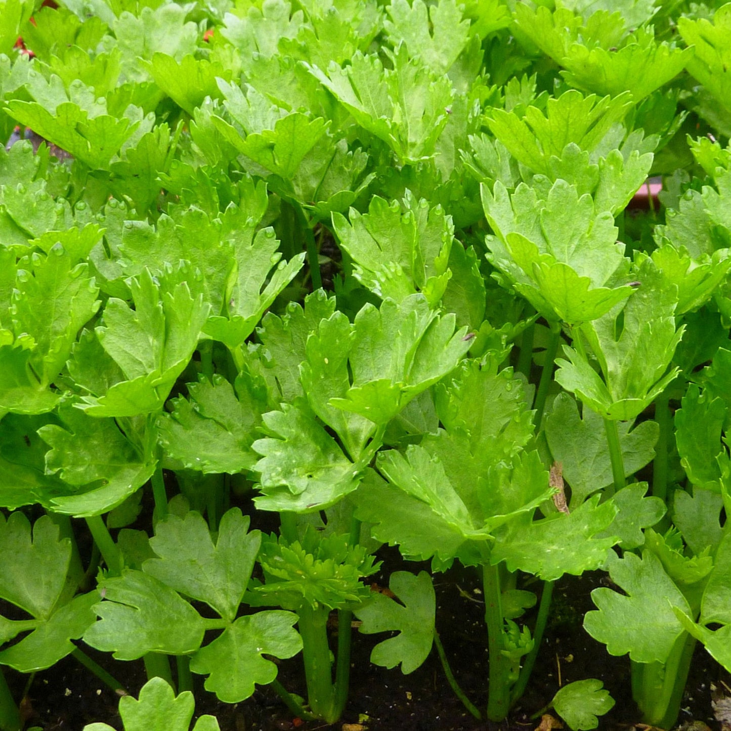 Răsad țelină de rădăcină autohton Apium Graveolens Rapaceum, soi, extra-timpuriu, creștere nedeterminată, culoare crem