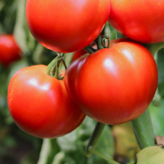 Răsad tomate autohtone Buzau 1600, soi, semi-tardiv, creștere nedeterminată, culoare roșu