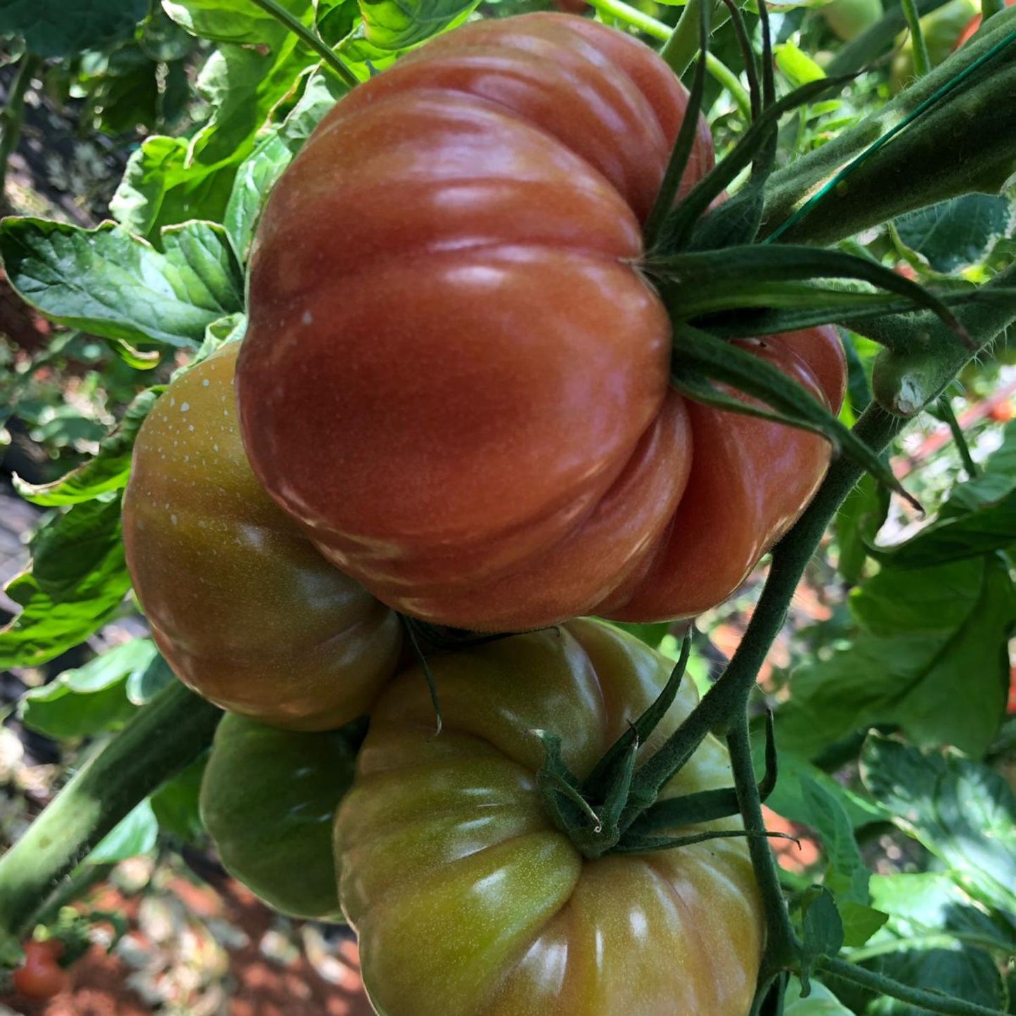 Răsad tomate Cassarosa, hibrid F1, semi-timpuriu, creștere nedeterminată, culoare roz