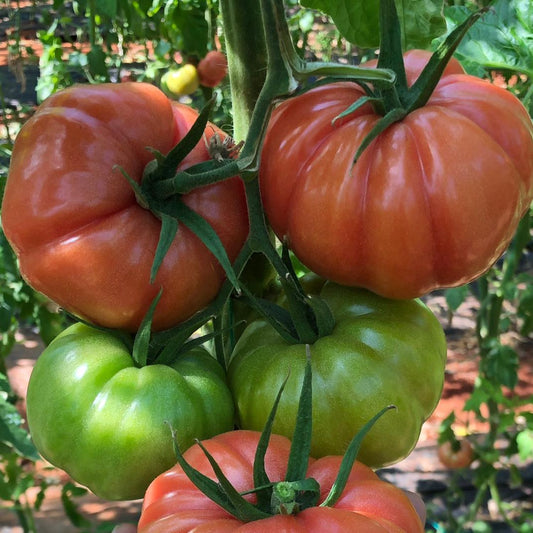 Răsad tomate Cassarosa, hibrid F1, semi-timpuriu, creștere nedeterminată, culoare roz