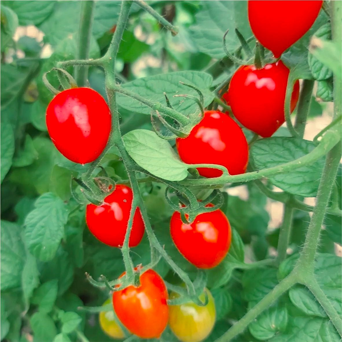 Răsad tomate cherry autohtone Coralina, soi, timpuriu, creștere nedeterminată, culoare roșu