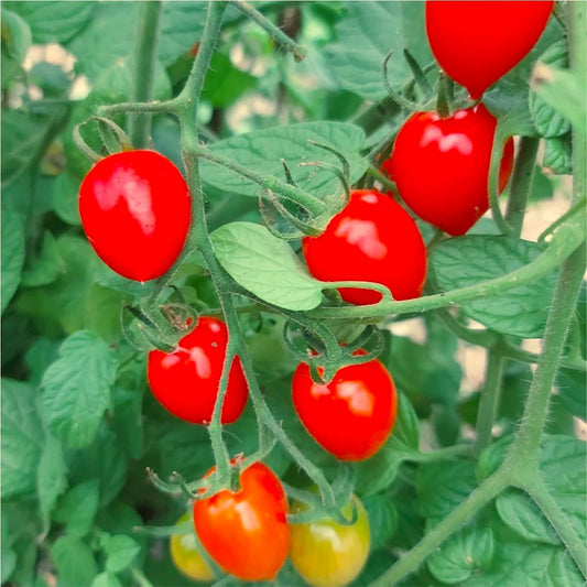 Răsad tomate cherry autohtone Coralina, soi, timpuriu, creștere nedeterminată, culoare roșu
