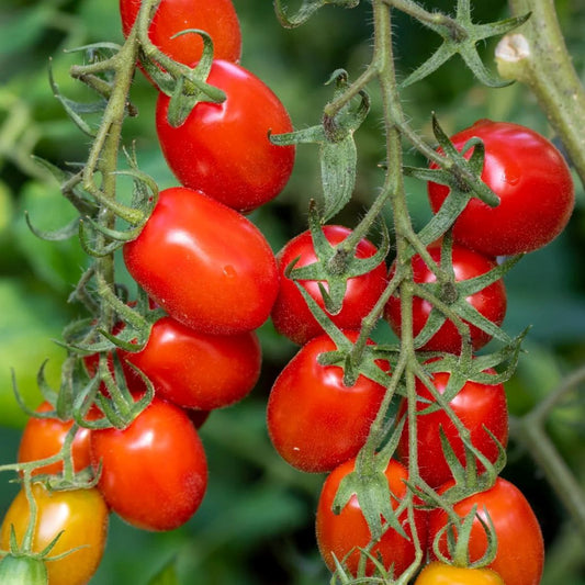 Răsad tomate cherry Pareso, hibrid F1, extra-timpuriu, creștere nedeterminată, culoare roșu