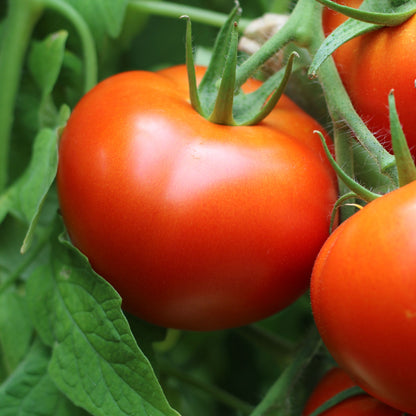 Răsad tomate Balkan, hibrid F1, extra-timpuriu, creștere semi-determinată, culoare roșu