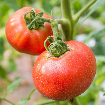 Răsad tomate Dorina, hibrid F1, timpuriu, creștere semi-determinată, culoare roșu