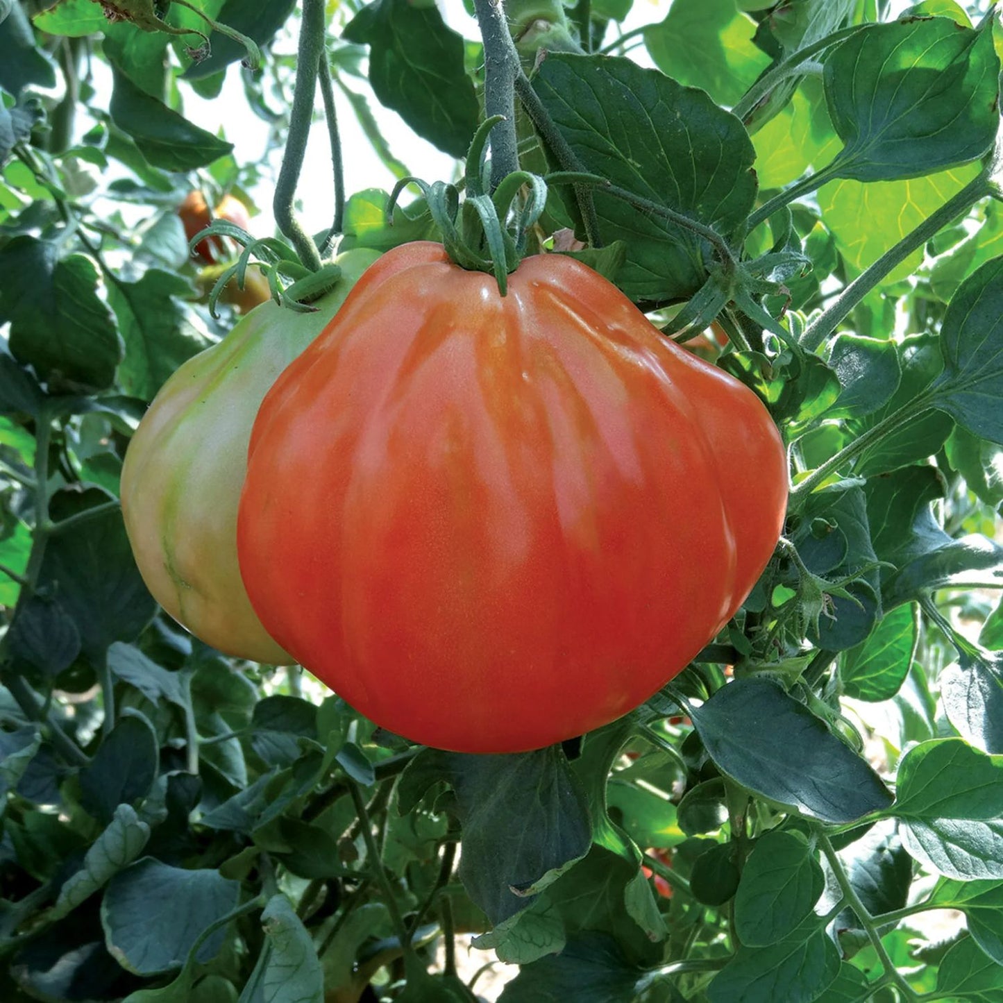 Răsad tomate Liguria, hibrid F1, semi-timpuriu, creștere nedeterminată, culoare roșu