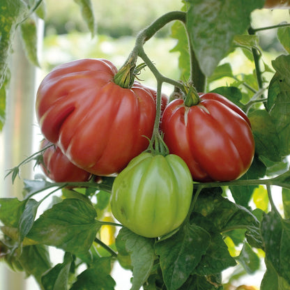 Răsad tomate Liguria, hibrid F1, semi-timpuriu, creștere nedeterminată, culoare roșu