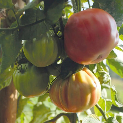 Răsad tomate Liguria, hibrid F1, semi-timpuriu, creștere nedeterminată, culoare roșu