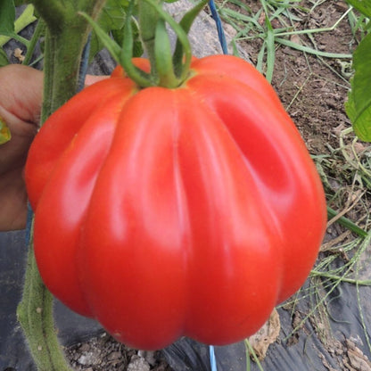 Răsad tomate Liguria, hibrid F1, semi-timpuriu, creștere nedeterminată, culoare roșu