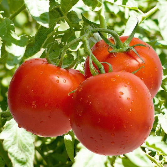 Răsad tomate Parris, hibrid F1, extra-timpuriu, creștere nedeterminată, culoare roșu