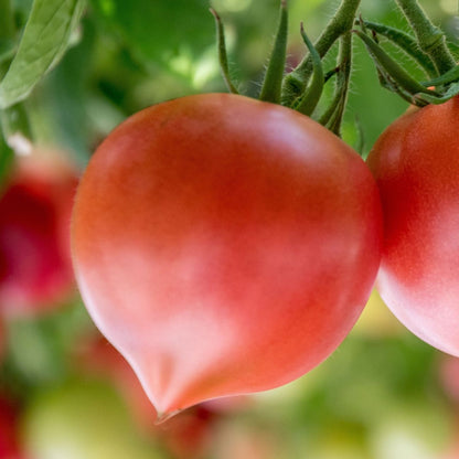 Răsad tomate Prekos, hibrid F1, extra-timpuriu, creștere semi-determinată, culoare roșu