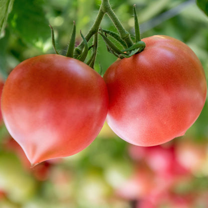 Răsad tomate Prekos, hibrid F1, extra-timpuriu, creștere semi-determinată, culoare roșu