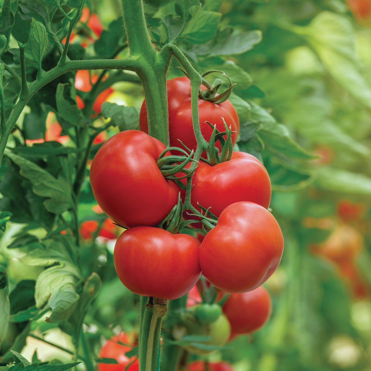 Răsad tomate Rila, hibrid F1, semi-timpuriu, creștere nedeterminată, culoare roșu