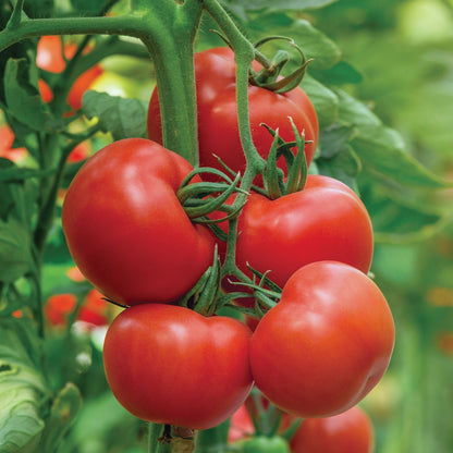 Răsad tomate Rila, hibrid F1, semi-timpuriu, creștere nedeterminată, culoare roșu