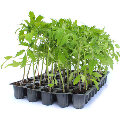 Răsad tomate Rila, hibrid F1, semi-timpuriu, creștere nedeterminată, culoare roșu
