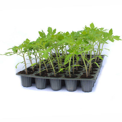 Răsad tomate Roma, hibrid F1, semi-timpuriu, creștere determinate, formă alungită, culoare roșu închis