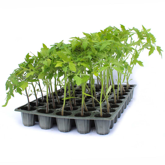 Răsad tomate Manusa, hibrid F1, timpuriu, creștere nedeterminată, culoare roz