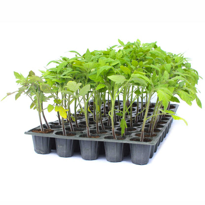 Răsad tomate Prekos, hibrid F1, extra-timpuriu, creștere semi-determinată, culoare roșu