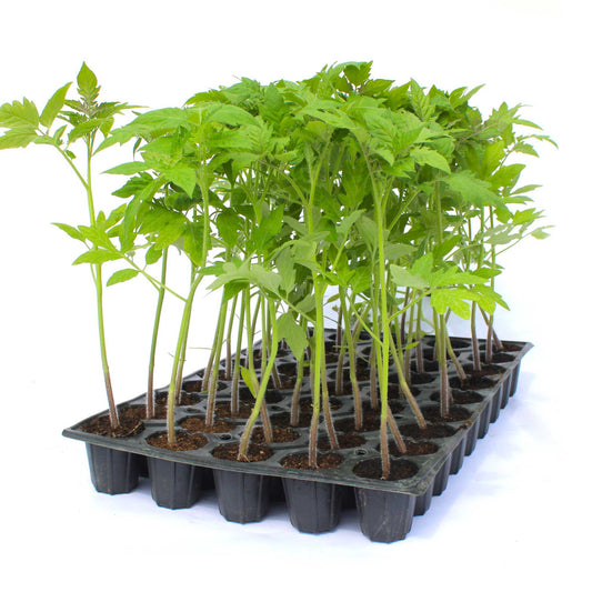 Răsad tomate Country Taste, hibrid F1, timpuriu, creștere nedeterminată, culoare roșu