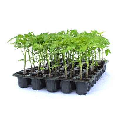 Răsad tomate Ciciu, hibrid F1, timpuriu, creștere nedeterminată, culoare roșu aprins
