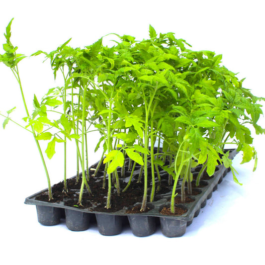 Răsad tomate Reyana, hibrid F1, semi-timpuriu, creștere nedeterminată, culoare roșu