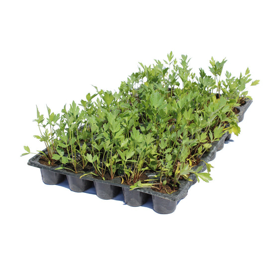 Răsad leuștean autohton Levisticum officinale, soi, timpuriu, creștere nedeterminată, culoare verde